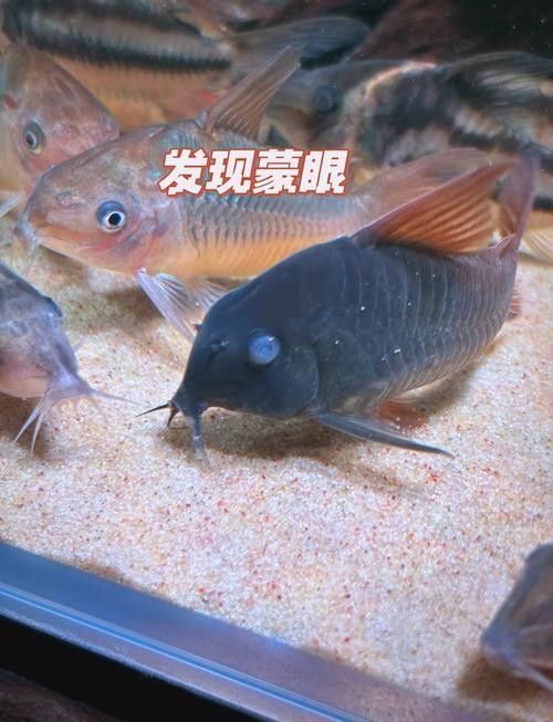 銀龍魚眼睛外面有白膜怎么辦圖片大全圖解