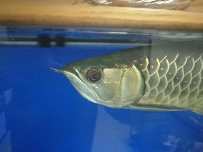 銀龍魚眼睛外面有白膜怎么辦圖片大全圖解