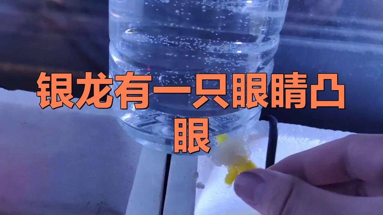 銀龍魚眼睛外面有白膜怎么辦圖片大全圖解