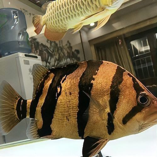 老虎魚最怕三個東西