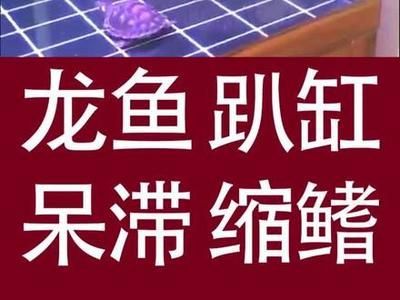 龍魚趴缸在水底不動怎么回事呀：龍魚趴缸不動可能是由多種因素引起的，可能是由多種因素引起的