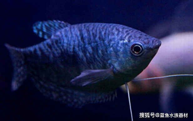 如何防止曼龍魚打架（怎樣防止曼龍魚打架）