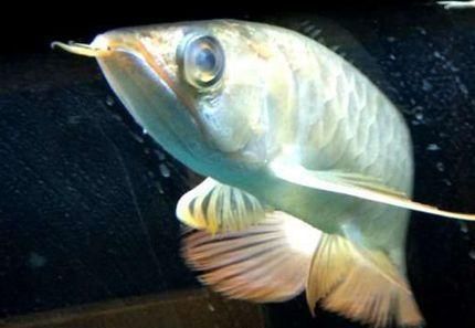 龍魚蒙眼用青霉素可以嗎？（青霉素可以治療龍魚蒙眼病嗎）