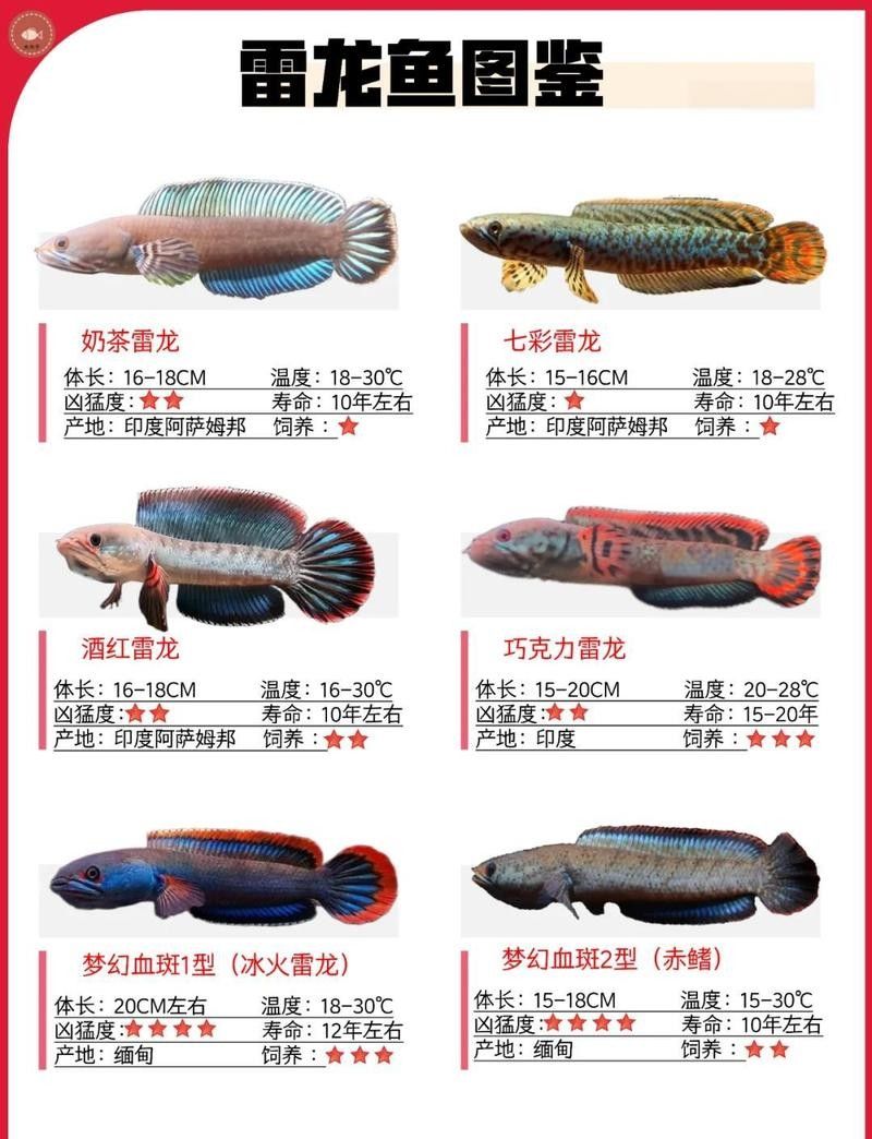 雷龍魚混養異形魚