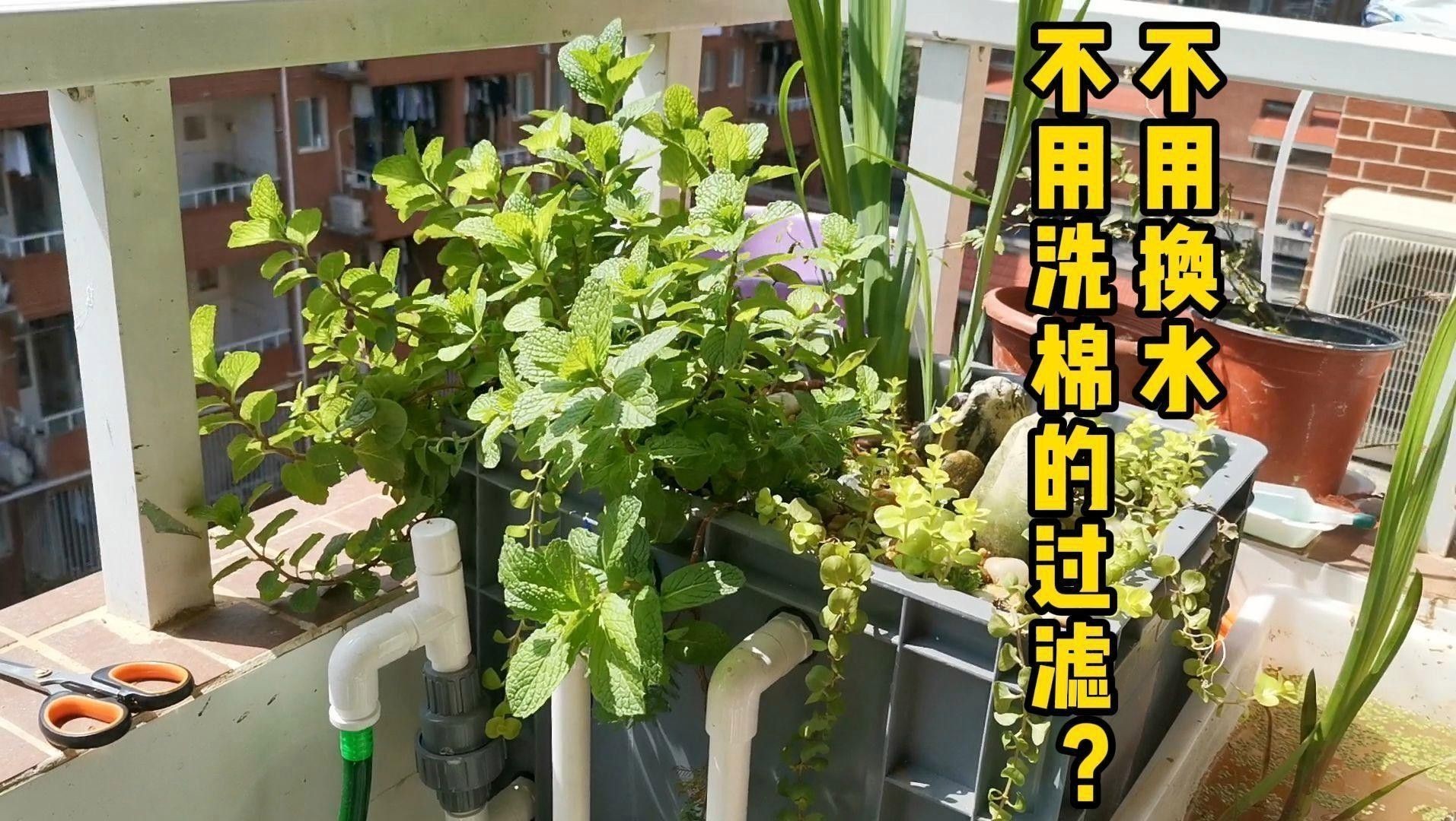 有哪些品牌過濾器適合龜增色龍魚？