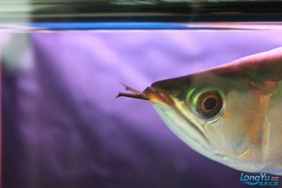 龍魚寄生蟲怎么治：治療龍魚寄生蟲病需要綜合運用藥物治療和物理治療方法