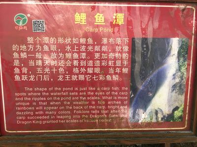 白龍魚眼的故事告訴我們什么道理：白龍魚眼的故事告訴我們什么道理白龍魚眼的故事