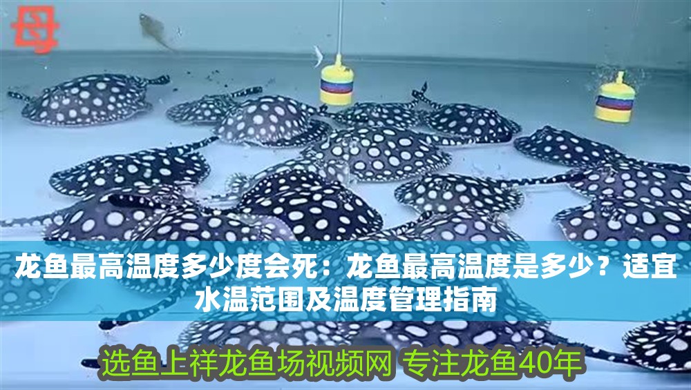 龍魚最高溫度多少度會死：龍魚最高溫度是多少？適宜水溫范圍及溫度管理指南