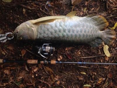 龍魚的水溫多少合適釣魚：北京南澤龍魚養(yǎng)殖水溫多少合適龍魚水溫多少合適