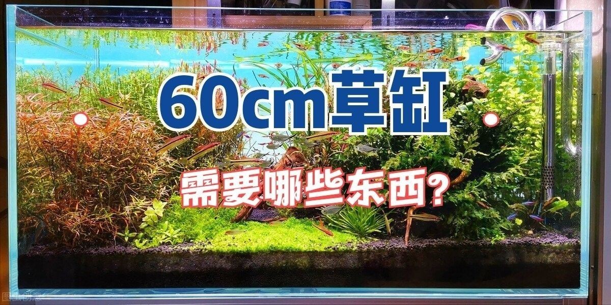 龍魚缸改草缸教程