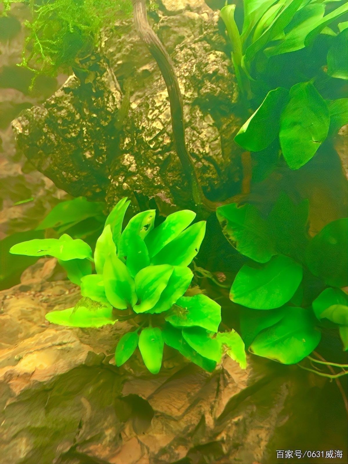 龍魚缸改草缸教程