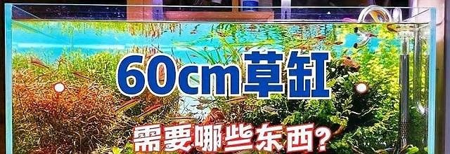 龍魚缸改草缸教程