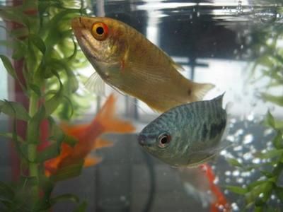 龍魚和什么魚混養最好看，龍魚與龍魚混養常見問題及解決龍魚混養常見問題及解決