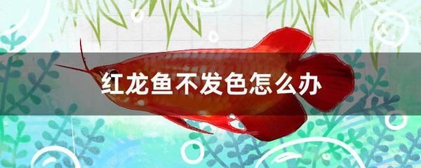 紅龍魚喂什么發(fā)色好看（紅龍魚吃什么發(fā)色好）
