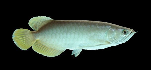 金龍魚黑底黑背好嗎能養嗎：金龍魚黑底黑背好嗎金龍魚黑底黑背好嗎
