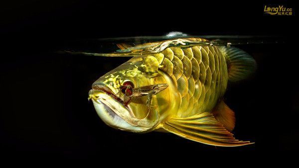 金龍魚黑底黑背好嗎能養嗎：金龍魚黑底黑背好嗎金龍魚黑底黑背好嗎