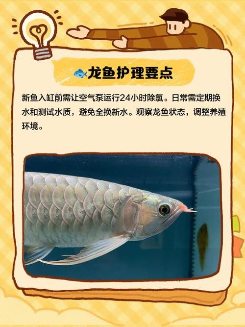 大理白族自治州龍魚養殖基地
