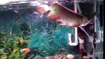 家里真的不適合養龍魚嗎視頻：家里養金龍魚好不好