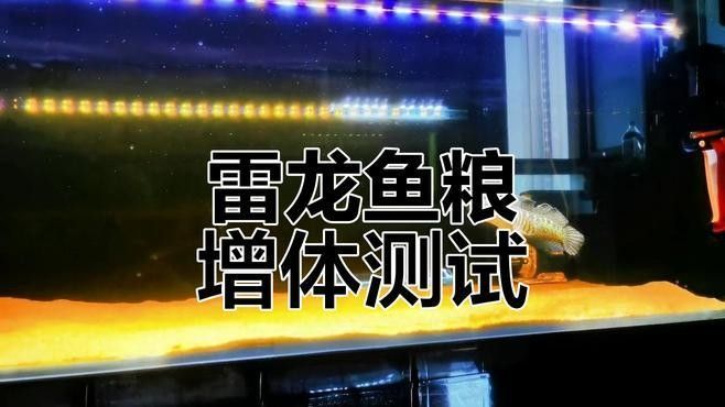 雷龍魚飼料魚
