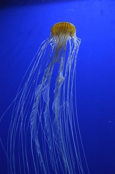 六角恐龍魚好吃嗎：六角恐龍魚被咬傷了怎么辦