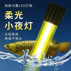 龍魚缸是否需要放置小夜燈的原因分析（關于龍魚缸是否需要放置小夜燈的問題，可以從多個角度進行分析）