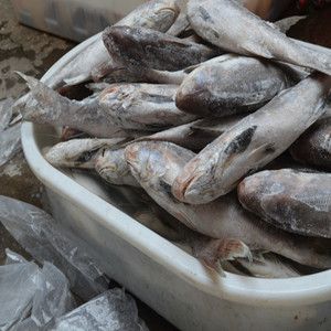 帝龍漁業(yè)批發(fā)：帝龍漁業(yè)專注龍魚養(yǎng)殖、銷售