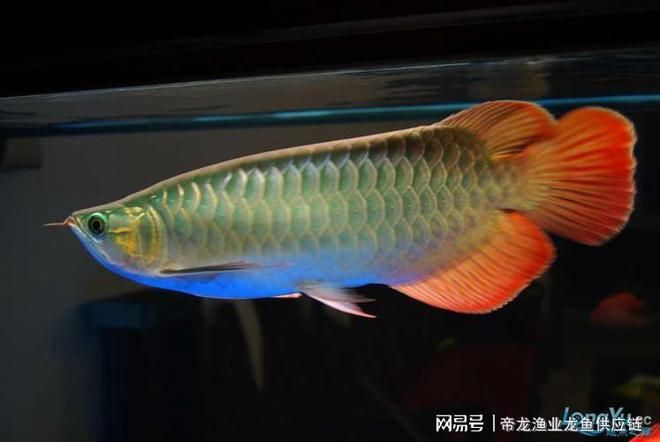 帝龍漁業(yè)批發(fā)：帝龍漁業(yè)專注龍魚養(yǎng)殖、銷售