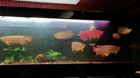 國內龍魚都是進口的嗎知乎推薦：國內龍魚養殖能力在哪