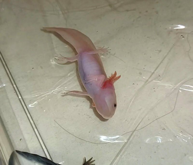 六角恐龍魚吃大麥蟲嗎