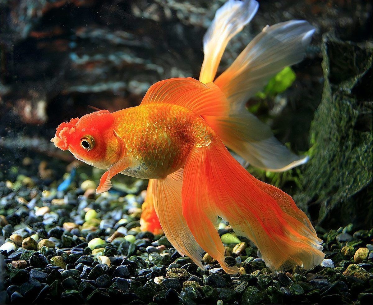 金魚有一只眼睛充血發(fā)紅