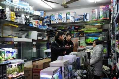 龍魚批發市場進貨渠道在哪里