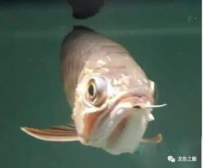 龍魚肚皮朝上頭朝下怎么治：龍魚肚皮朝上頭朝下怎么辦