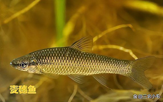 麥穗魚一年繁殖幾次