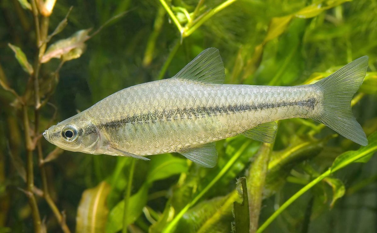 麥穗魚一年繁殖幾次