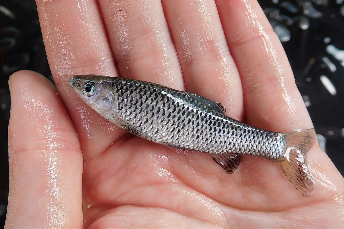 麥穗魚一年繁殖幾次