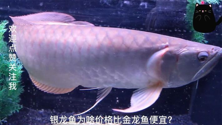 養(yǎng)紅龍魚缸用什么底色（養(yǎng)紅龍魚缸用什么底色和背景）