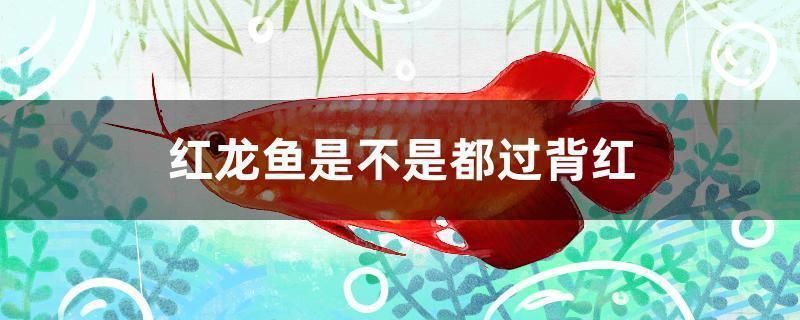 紅龍魚過背是什么意思（關于紅龍魚過背的詳細解釋）