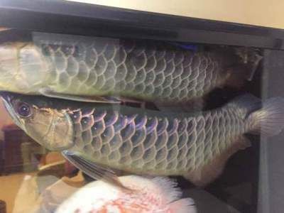 龍魚哪里買好養活：如何選擇一個健康且好養活的龍魚