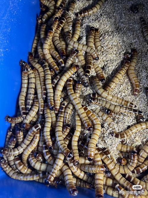 哪些龍魚品種適合吃硬殼昆蟲？