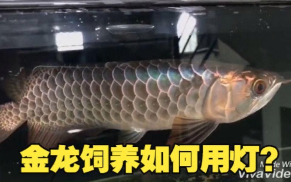 如何選擇適合過背金龍的LED燈？