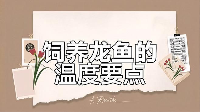 龍魚混養的最佳水溫是多少