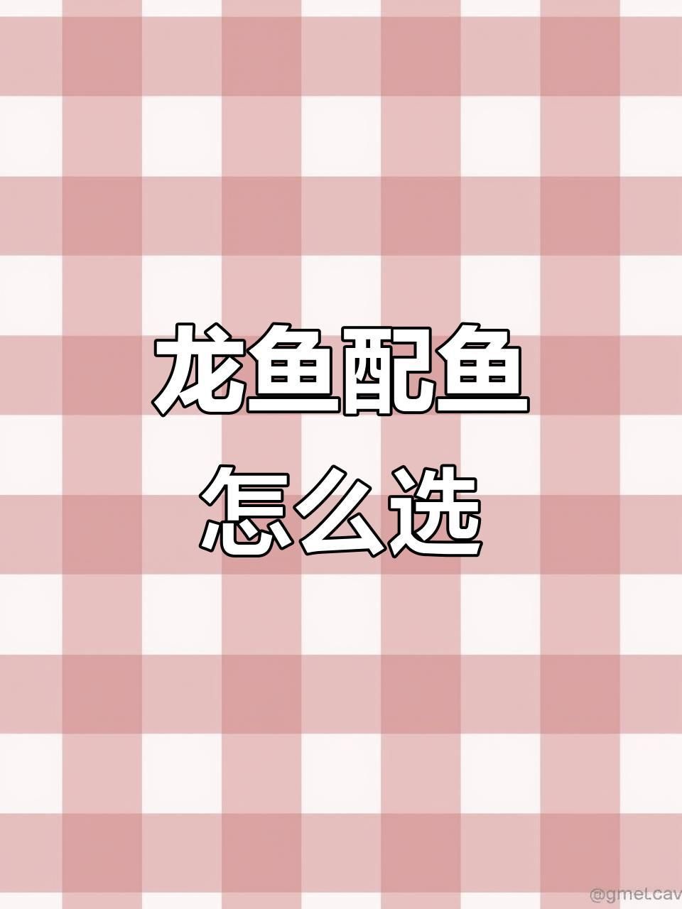 龍魚和什么魚混養(yǎng)最佳？