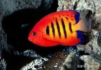 七彩金龍魚有哪些特點和缺點：七彩金龍魚有哪些特點