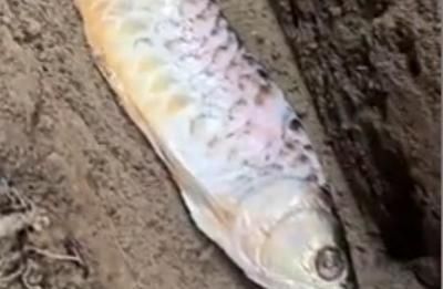 金龍魚(yú)魚(yú)鱗潰爛怎么辦：金龍魚(yú)魚(yú)鱗潰爛怎么辦金龍魚(yú)魚(yú)鱗潰爛怎么處理