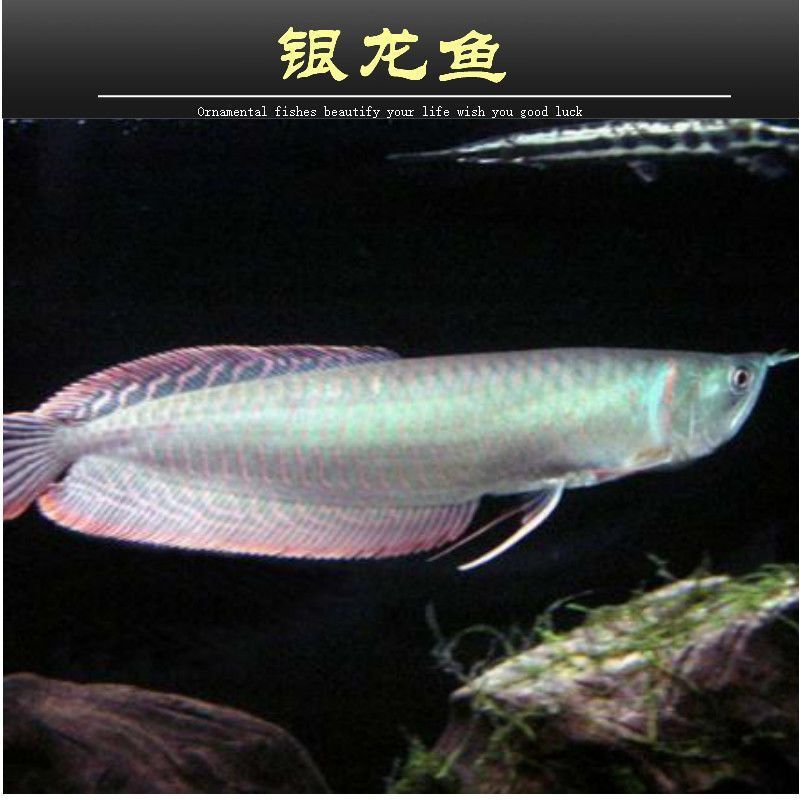 多大的銀龍魚可以吃小魚苗（二十厘米的銀龍魚可以吃小魚苗嗎銀龍魚可以吃小魚苗嗎）
