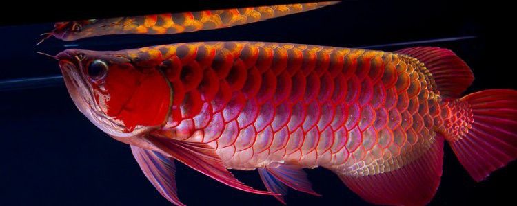 小龍魚一年能長多大 小龍魚一年能長多大 龍魚百科 第1張