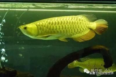 金龍魚最好的是哪一個品種：金龍魚最好養的品種