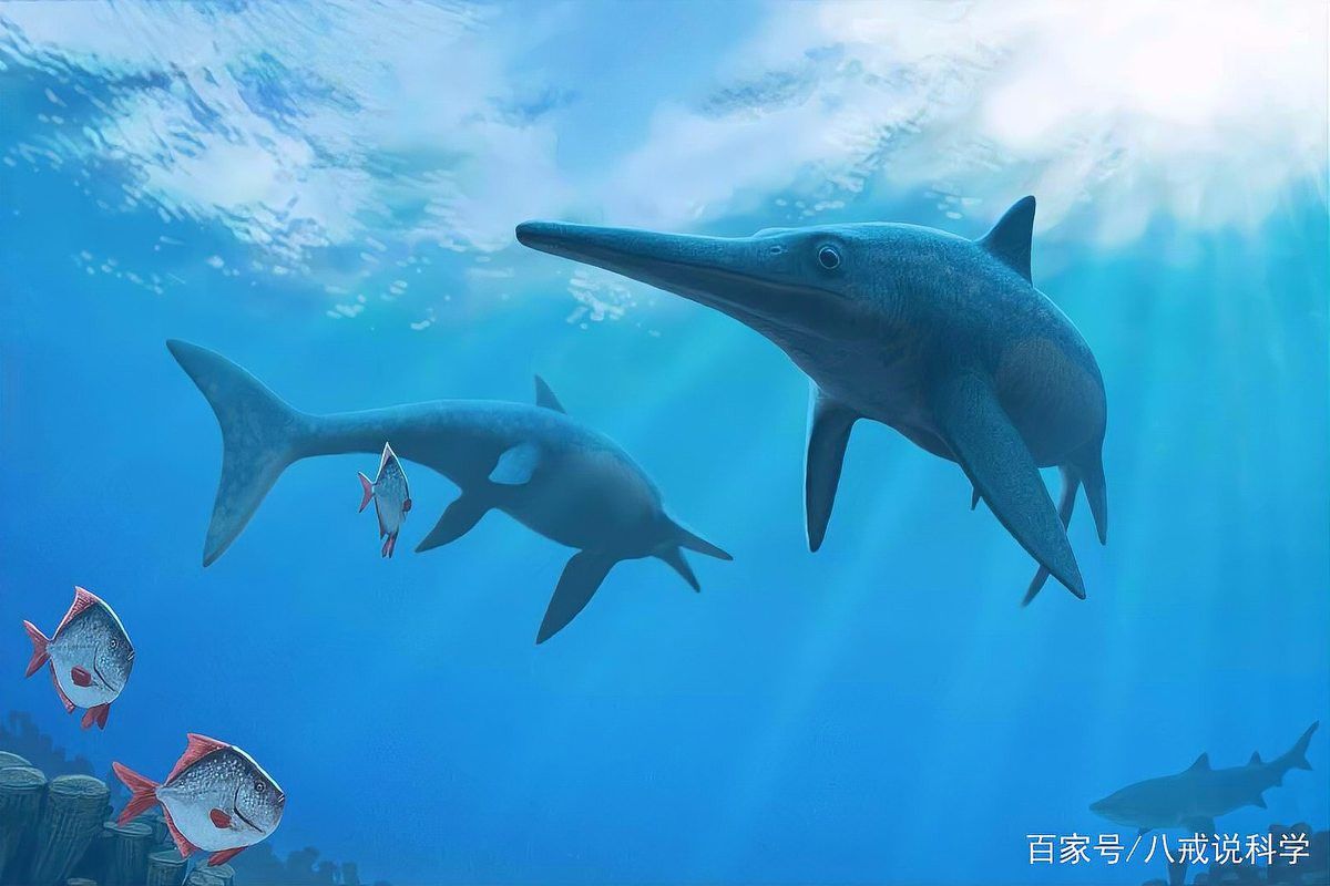 魚龍是如何呼吸的？