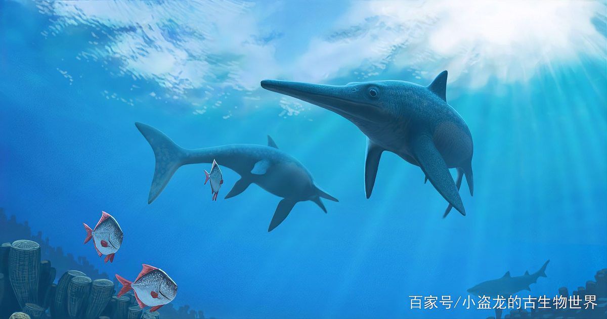 魚龍是如何呼吸的？