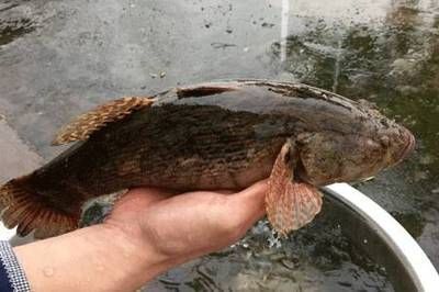 怎樣飼養龍魚幼崽圖片：怎樣飼養龍魚幼崽，從入門到精通